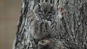 Image result for owls at night