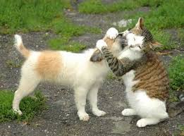 images?q=tbn:ANd9GcQVsFmBK_qa2Enb7ugMYUgOA8nkfCZ-kXVrlFPEuRPBGPlUjumcJA