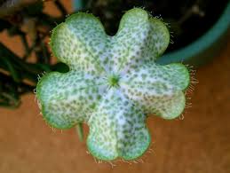 Image result for Ceropegia namuliensis