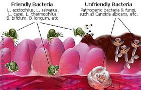 Image result for good bacteria