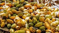 The Cocoa Betrayal: How the NDC gov’t shortchanged Ghana’s cocoa farmers