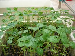 Image result for RAU MẦM CẢI XANH