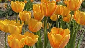 Gardening: Order bulbs now to get blooms next spring