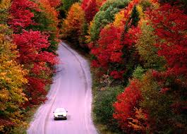 Image result for Fall Foliage