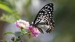  Butterfly wings inspire eye implants for glaucoma patients