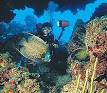 Aruba Scuba diving, PADI courses, resort courses, dive operators