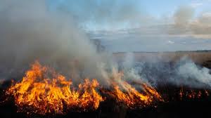 Oirschotse Heide : ce qu'il faut savoir