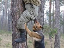 Image result for ‫عکس های جالب از طبیعت‬‎