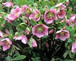 Lenten Rose (Helleborus orientalis) plant