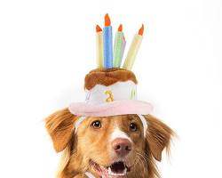 dog with a birthday cake and party hatの画像