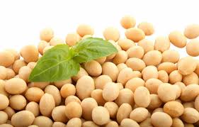 Image result for Ekstrak Soya Soya