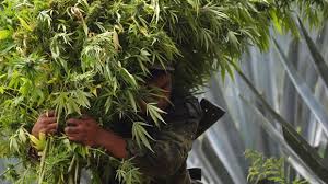 Image result for jalisco cartel new generation