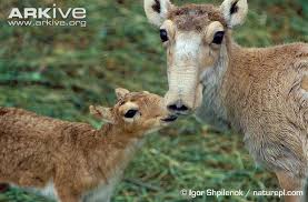 Résultat de recherche d'images pour "saiga antelope"