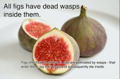 Resultado de imagem para fig wasps in florida