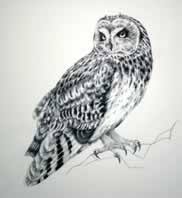 Résultat de recherche d'images pour "owl ink drawing"