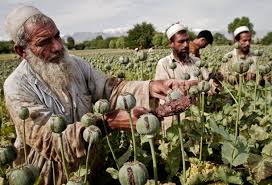 نتیجه تصویری برای افیون