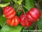 Brazilian Cherry - Eugenia uniflora is an evergreen fruit tree