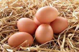 Image result for fresh eggs