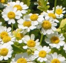 Image result for feverfew
