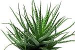 Aloe vera : vente Aloe vera Aloe barbadensis