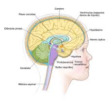 Resultado de imagen para cuerpo humano