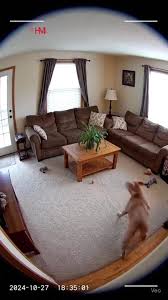 Dog Brings Home a Unique New Friend | TikTok