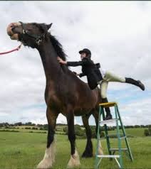 Image result for HORSE