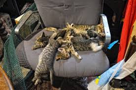 نتيجة بحث الصور عن ‪belle chat dans le monde‬‏