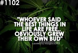 Weed quote. | Cannabis Quotes | Pinterest | Weed Quotes, Weed and ... via Relatably.com