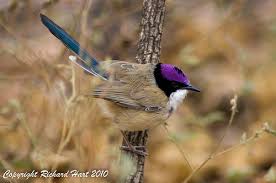 Image result for purple crowned fairy wren