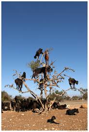 Image result for goat tree