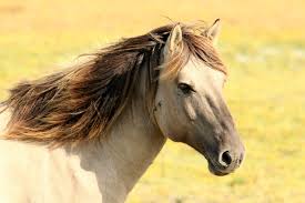 Image result for HORSE