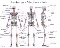 Image of Bony Landmarks of the body