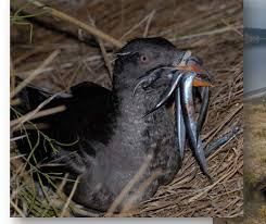 Image result for burrows: The Rhinoceros Auklets/ Cerorhincamonocerata/ North Pacific