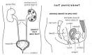 Infection urinaire et grossesse : infection chez la femme enceinte