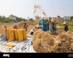 Image of Cambodian farmer operating a threshing machine on a rice field in Battambang