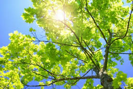 Image result for picture of sunshine