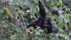 Chimpanzees in the wild use medicinal plants to heal themselves - 1