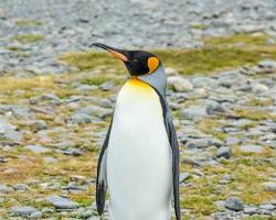 Image of King Penguin