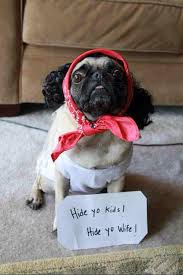 Image result for funny pics of animals