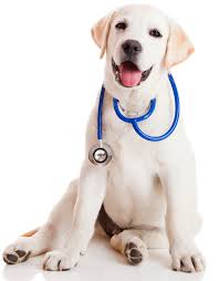 3 τρόποι για να ελέγξετε την υγεία του σκύλου σας...