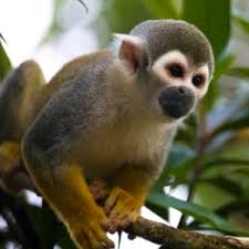 Resultado de imagen para fauna de la costa ecuatoriana collage