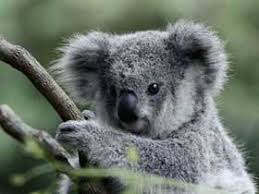 Resultado de imagem para filhote coala