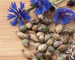 تصویر Perennial flower seeds
