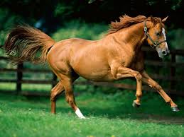Resultado de imagen para ANIMALES CORRIENDO