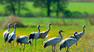 Resultado de imagen para aves migratorias