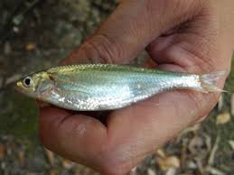 Picture of Alburnus arborella