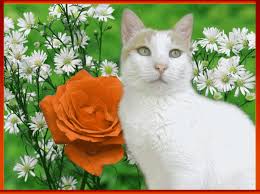 Résultat de recherche d'images pour "jolies images animées"