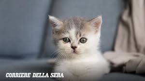 Trend Google: giornata del gatto