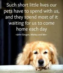 Dog Quotes on Pinterest | Dogs, Meaning Of Love and Be Better via Relatably.com